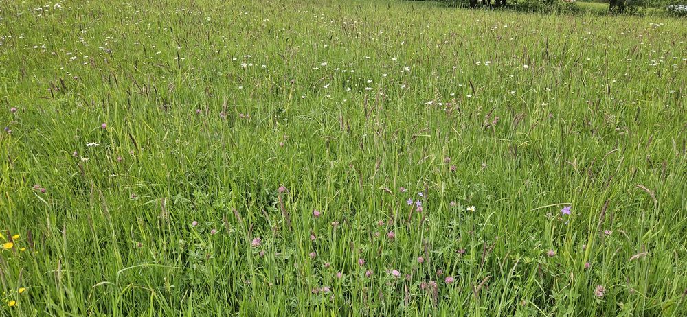 Sianokiszonka 2025, TRANSPORT, bele 130