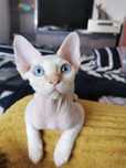 Devon rex kocurek szuka kochającego domu