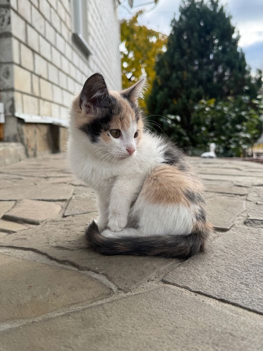 Кошенята……………………..