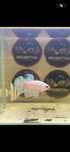 Macho Betta Red Fancy PK