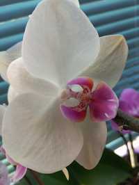 Орхідея  тендітна красуня