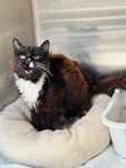 Kot z BIAŁACZKĄ - najpilniejsza adopcja dla Wiewióra…