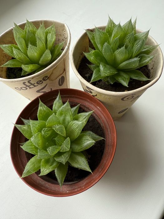 Хавортія Купера сукуленти Haworthia Cooperi