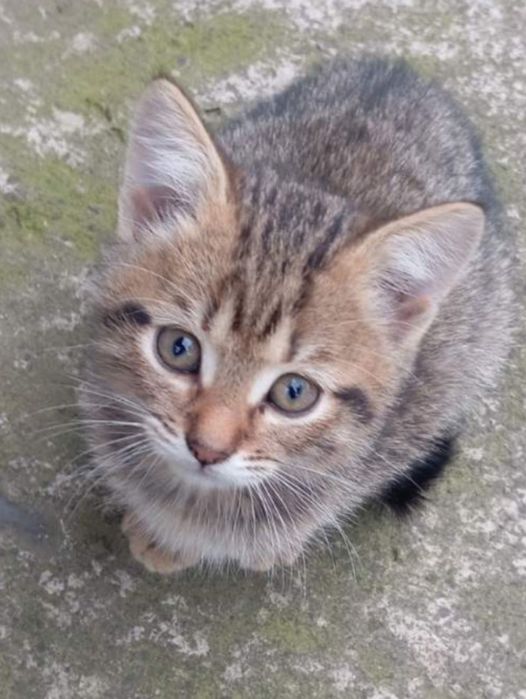 Маленькі кошенята кошенятко котеня кицька кішечка киця кошеня котики