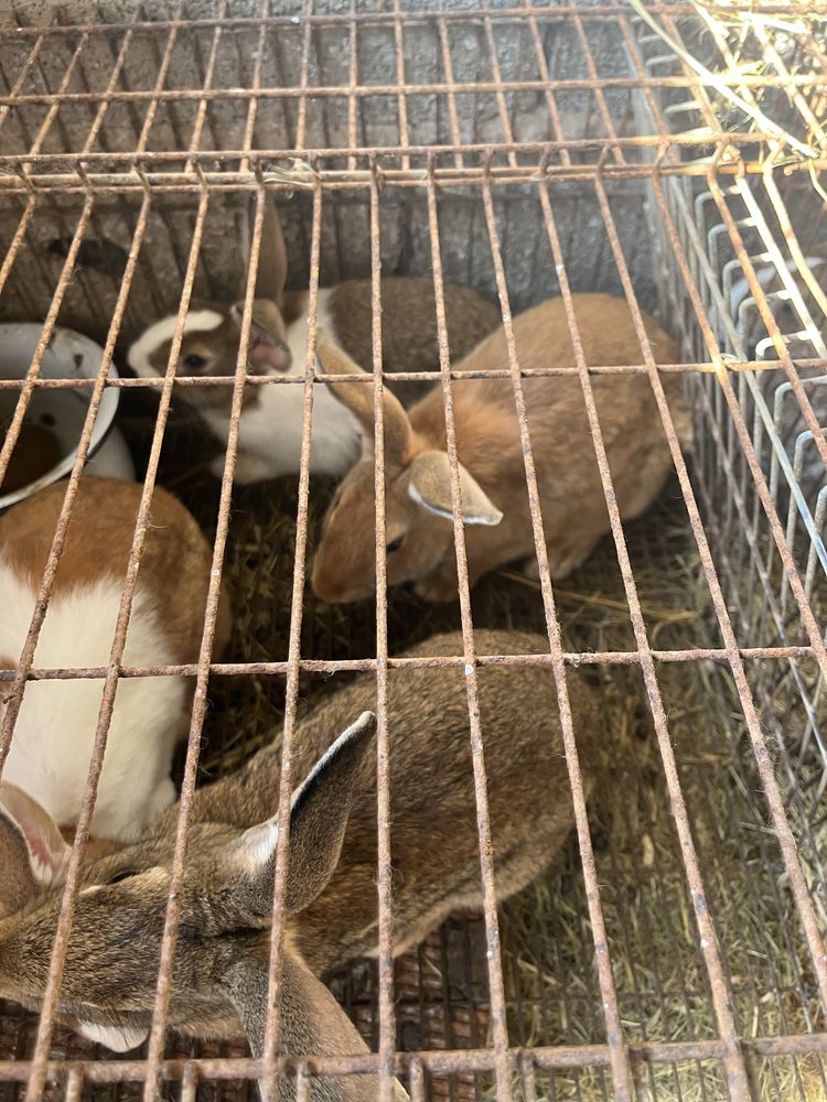 Coelhos para venda unidade