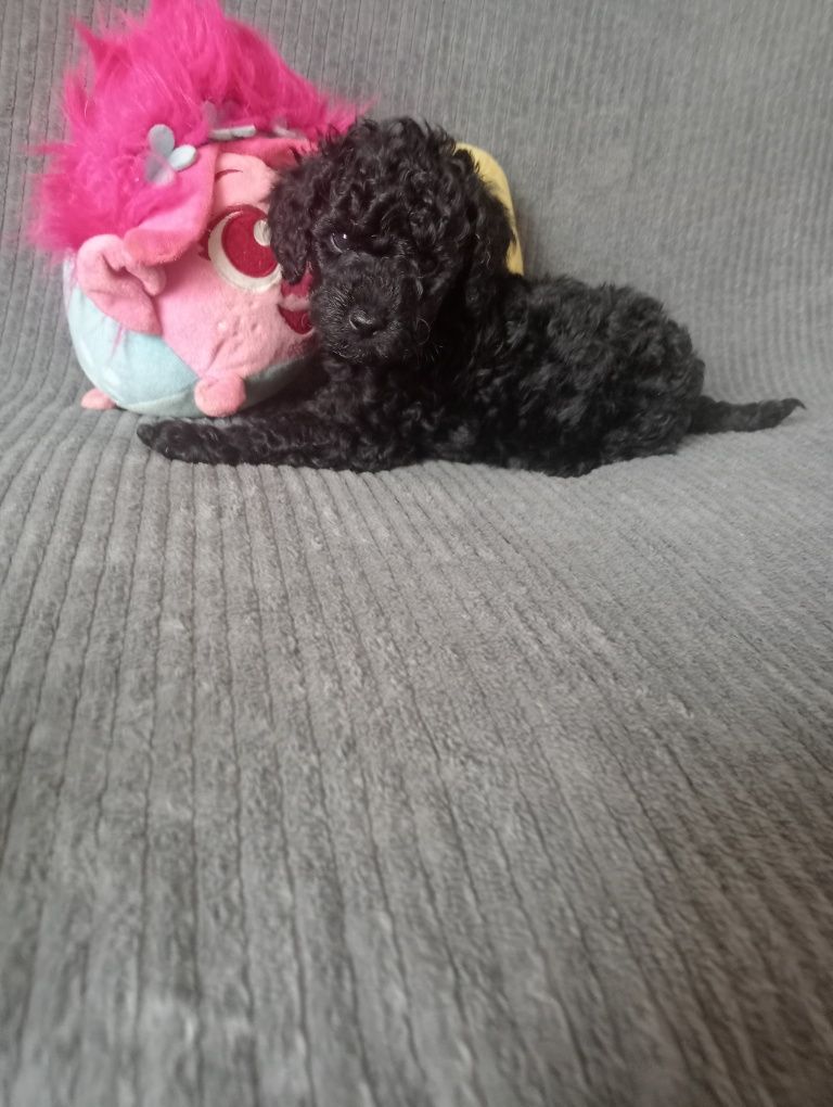Pudel miniaturowy samiec rodowód czarny