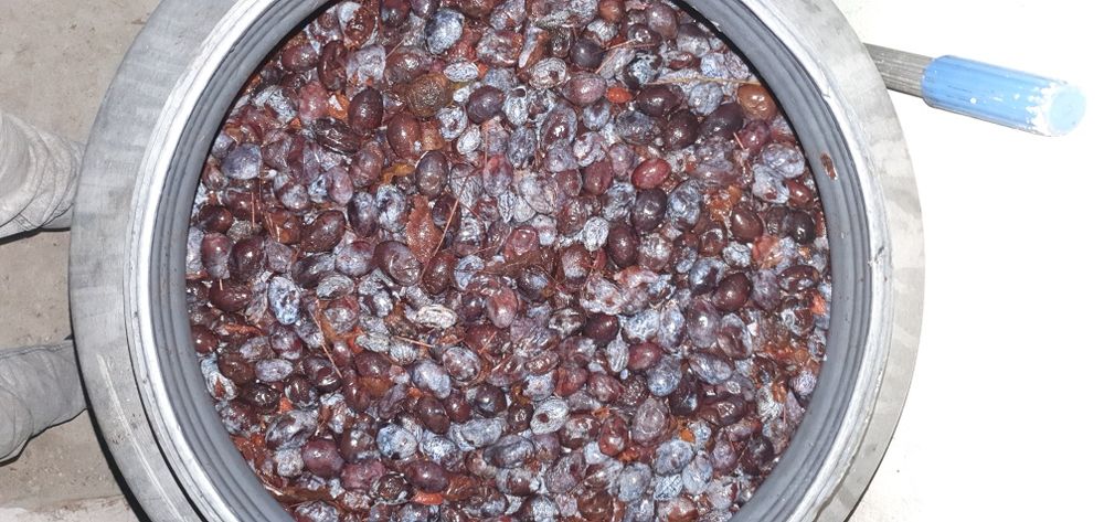 Śliwki węgierki zacier 150zl 60kg