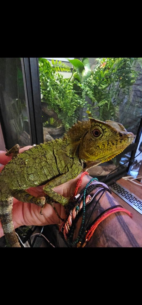 Gonocephalus chamaeleontinus agama ostroglowa larytas wśród jaszczurek