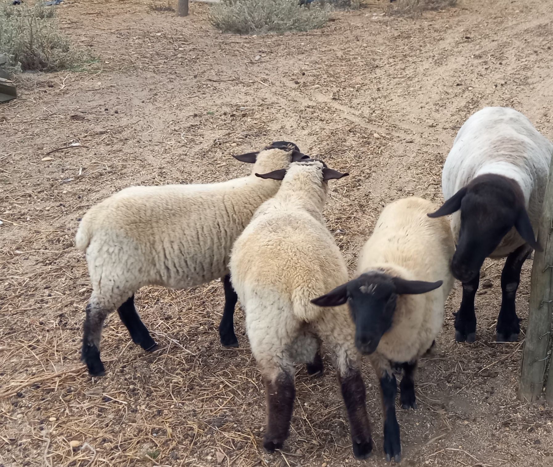 Borrego macho suffolk