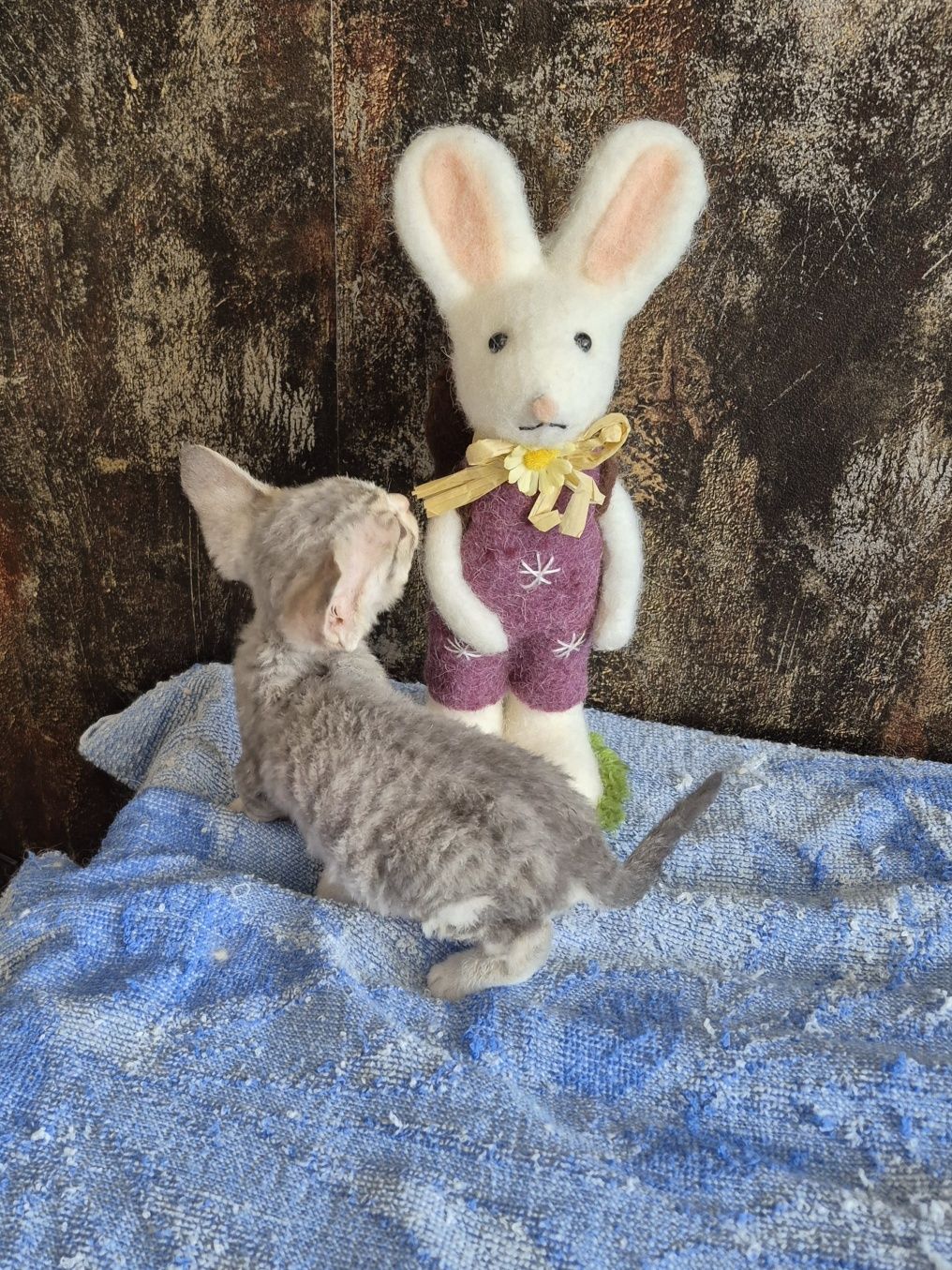 Kocurek Devon Rex