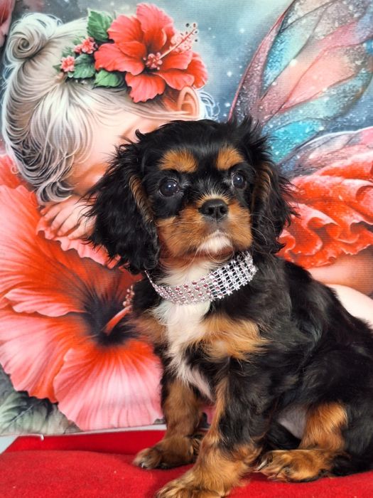 Cavalier King Charles Spaniel suczka z paszportem i rodowodem