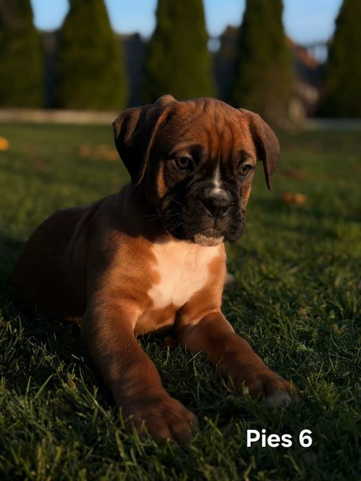 Szczeniak Bokser- Piesek