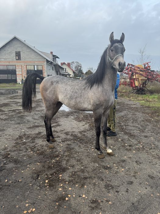 Ogier czysta krew arabska