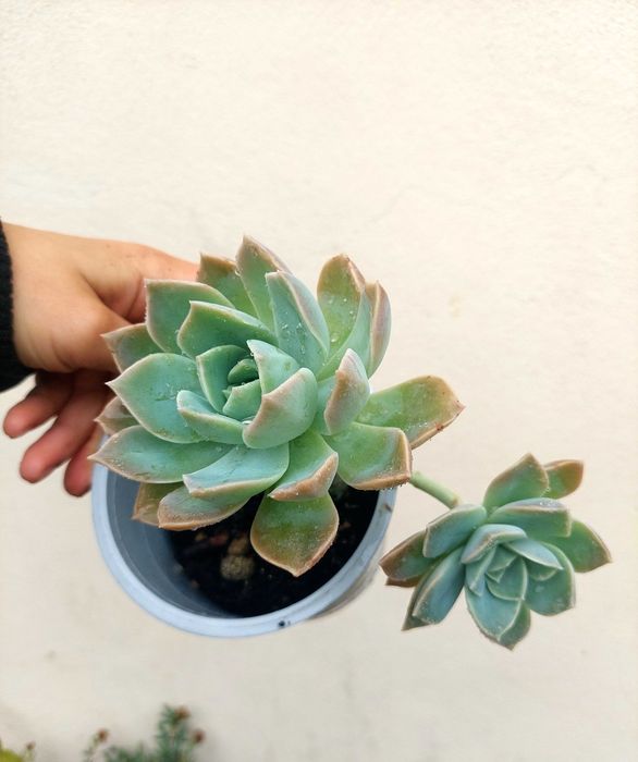 Suculenta Echeveria