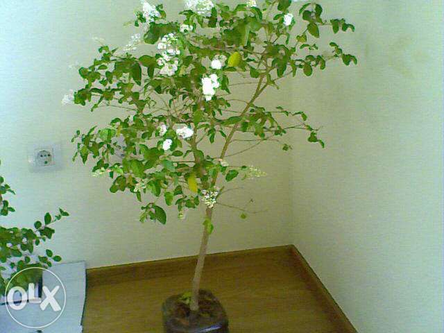 Bonsais (Ligustrum, Crassula, Serissa Foetida)