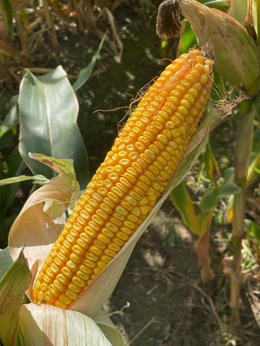 Кукуруза дкс 3972