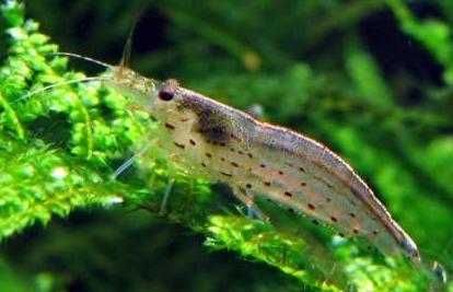 Krewetka Amano Caridina multidentata