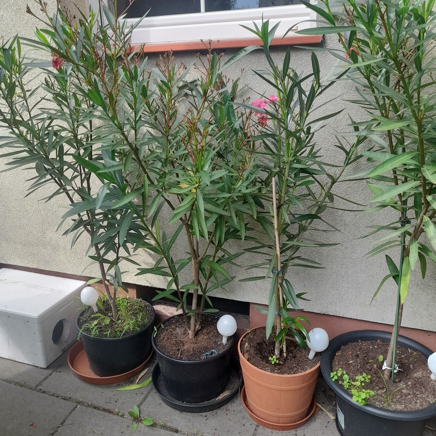 Sprzedam Oleander w donicach