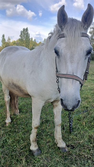 Продам коника спокійний