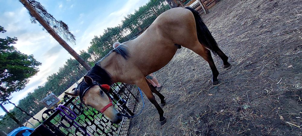 Śliczny Wałach  stelio