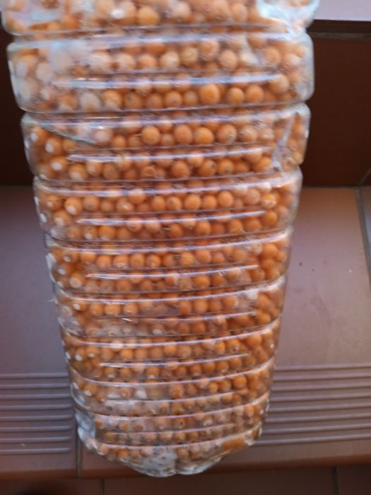 Rokitnik owoce oczyszczone