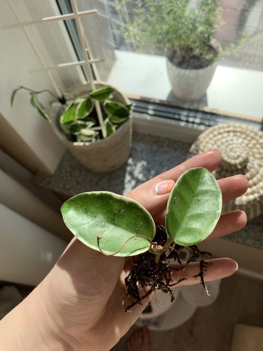 Hoya carnosa 'Krimson Queen'