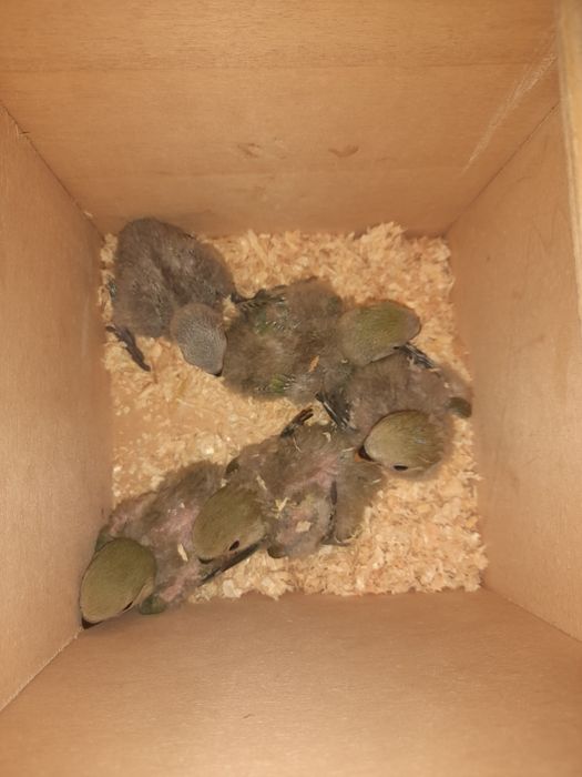 Vendo Rosicolies bebés