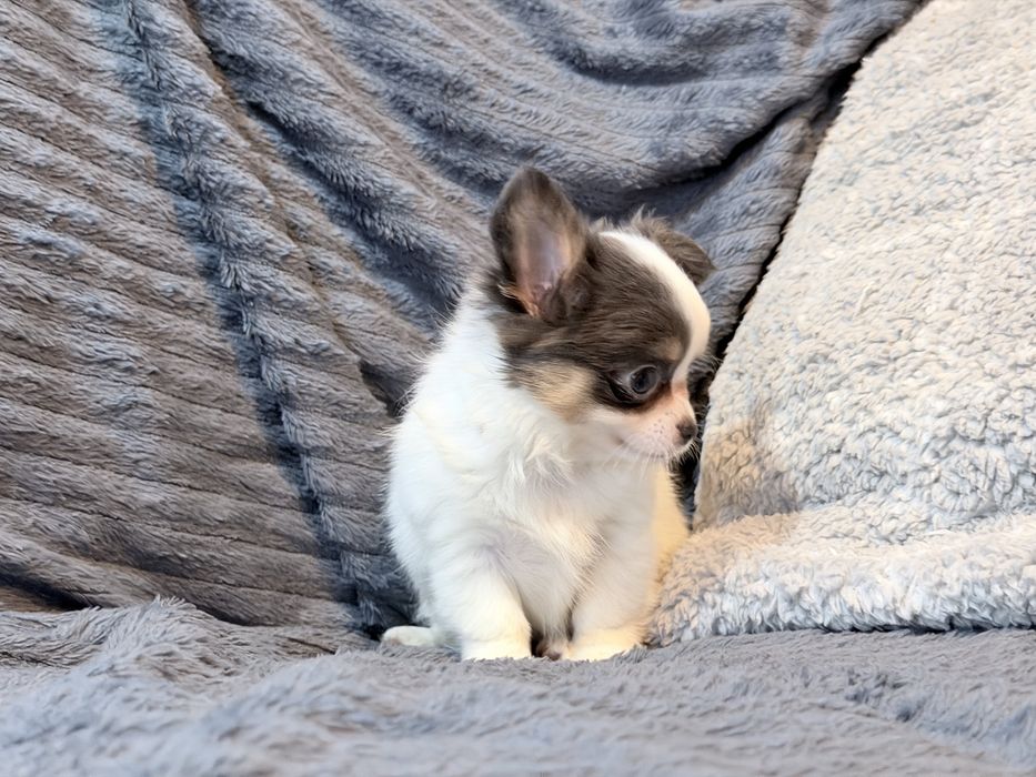 Chihuahua Tricolor suczka