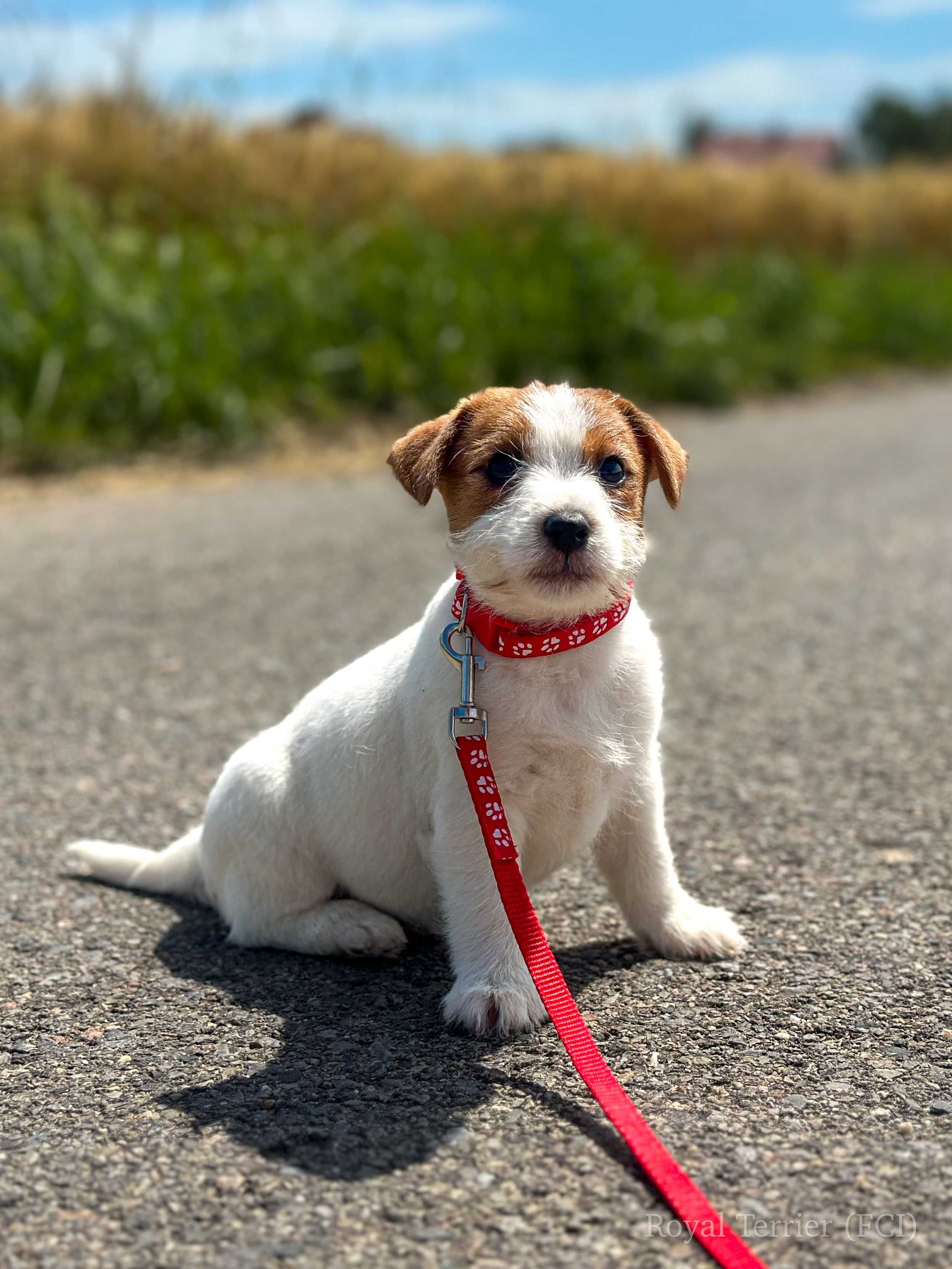 suczka Jack Russell terrier ZKWP/FCI szorstkowłosa
