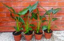 Estrelícia de flor laranja (Ave-do-paraíso) - planta em vaso