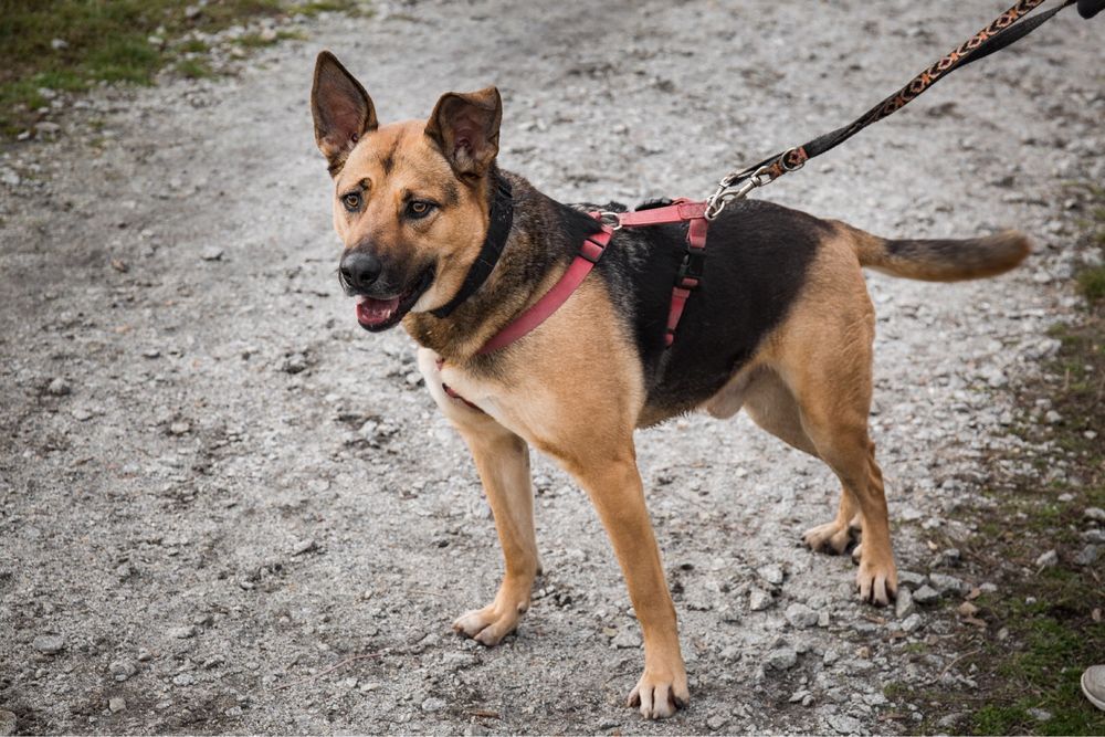 Lucky- większy, przyjazny pies do adopcji