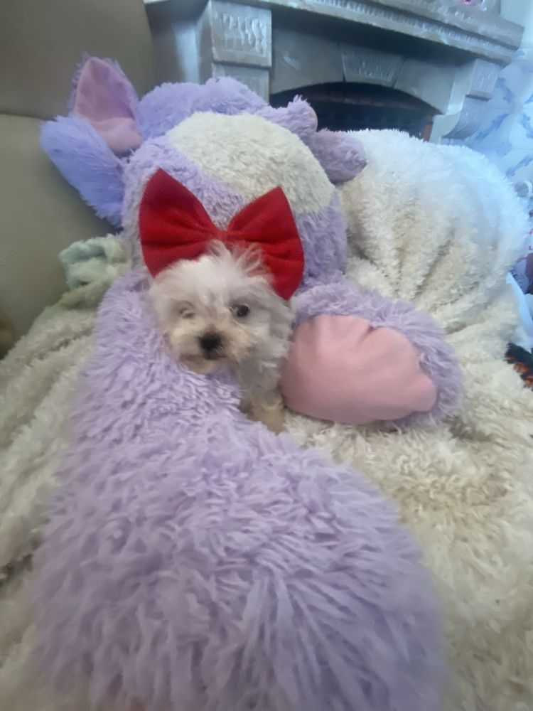Bichon maltes femea mini