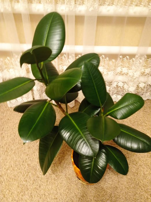 Великі кімнатні рослини пальма 1.80 м, сенсевієрія, фікус..