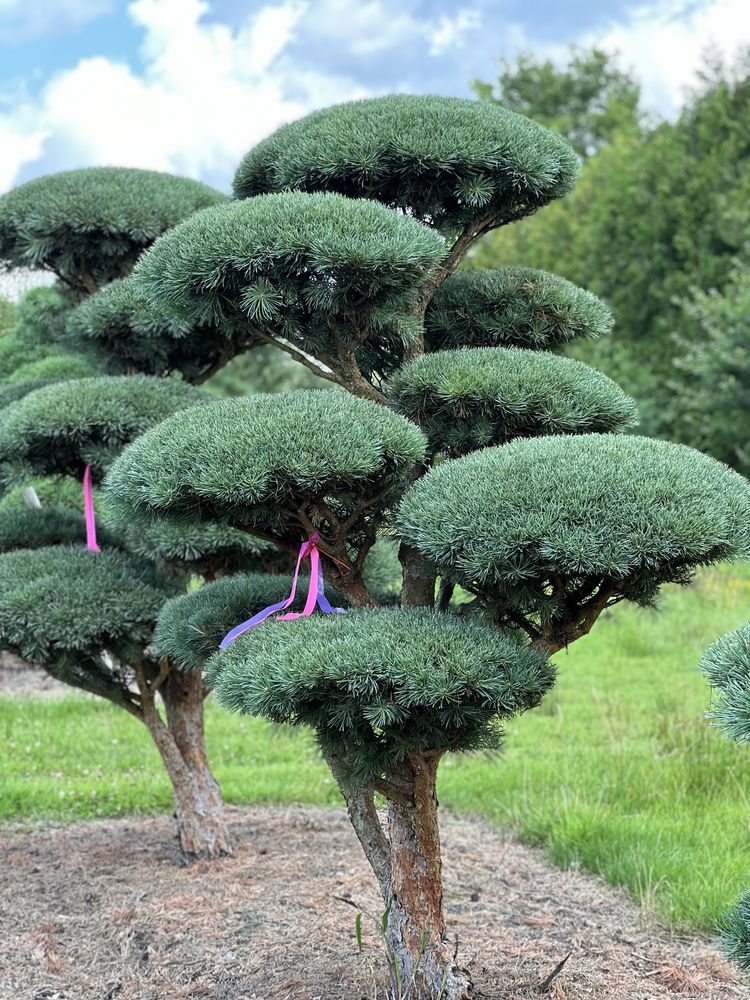 Bonsai niwaki duże drzewa sosna pinus Bonsai Park