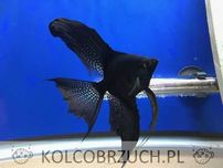 Żaglowiec skalar odmiana PINOY BLACK - Pterophyllum - dowóz, wysyłka