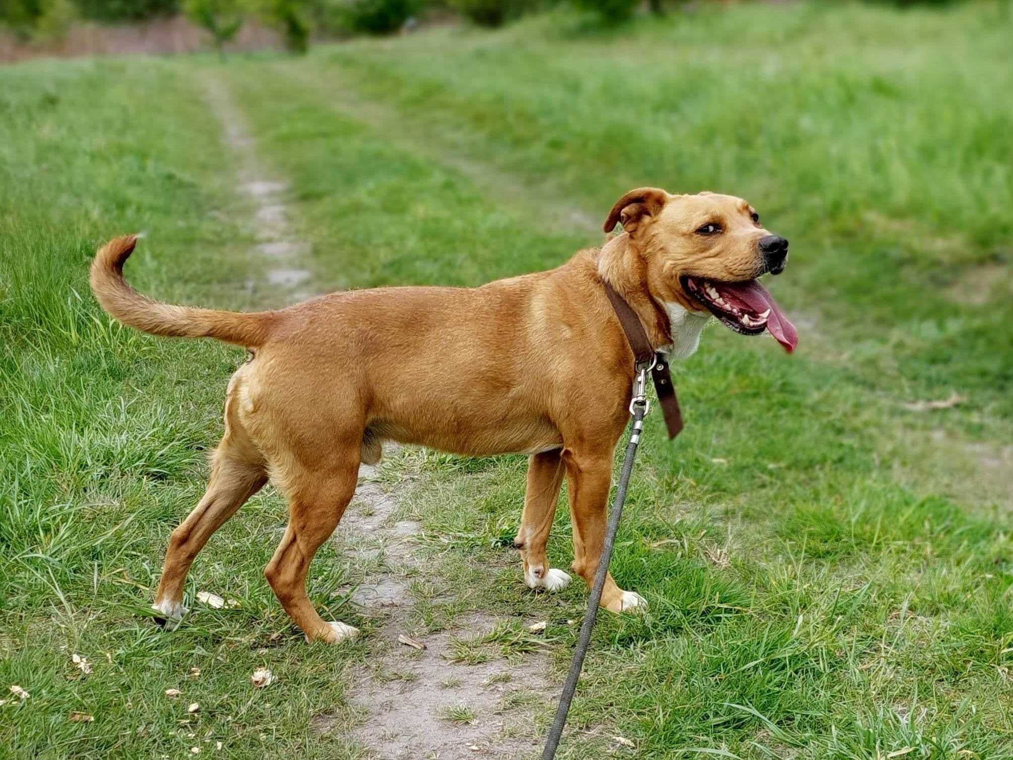 Najmądrzejszy ASTON poleca się do adopcji!