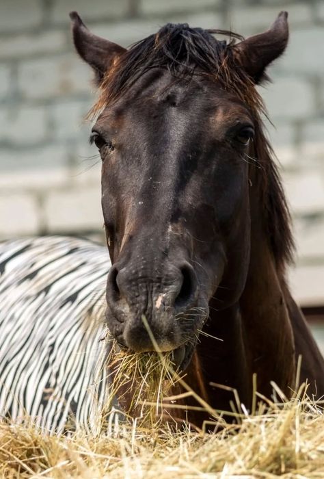 Klacz 7 lat do rekreacji hodowli