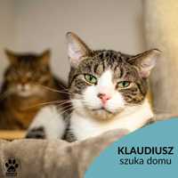 Nieśmiały Klaudiusz szuka domu! OTOZ Animals Schronisko Ciapkowo