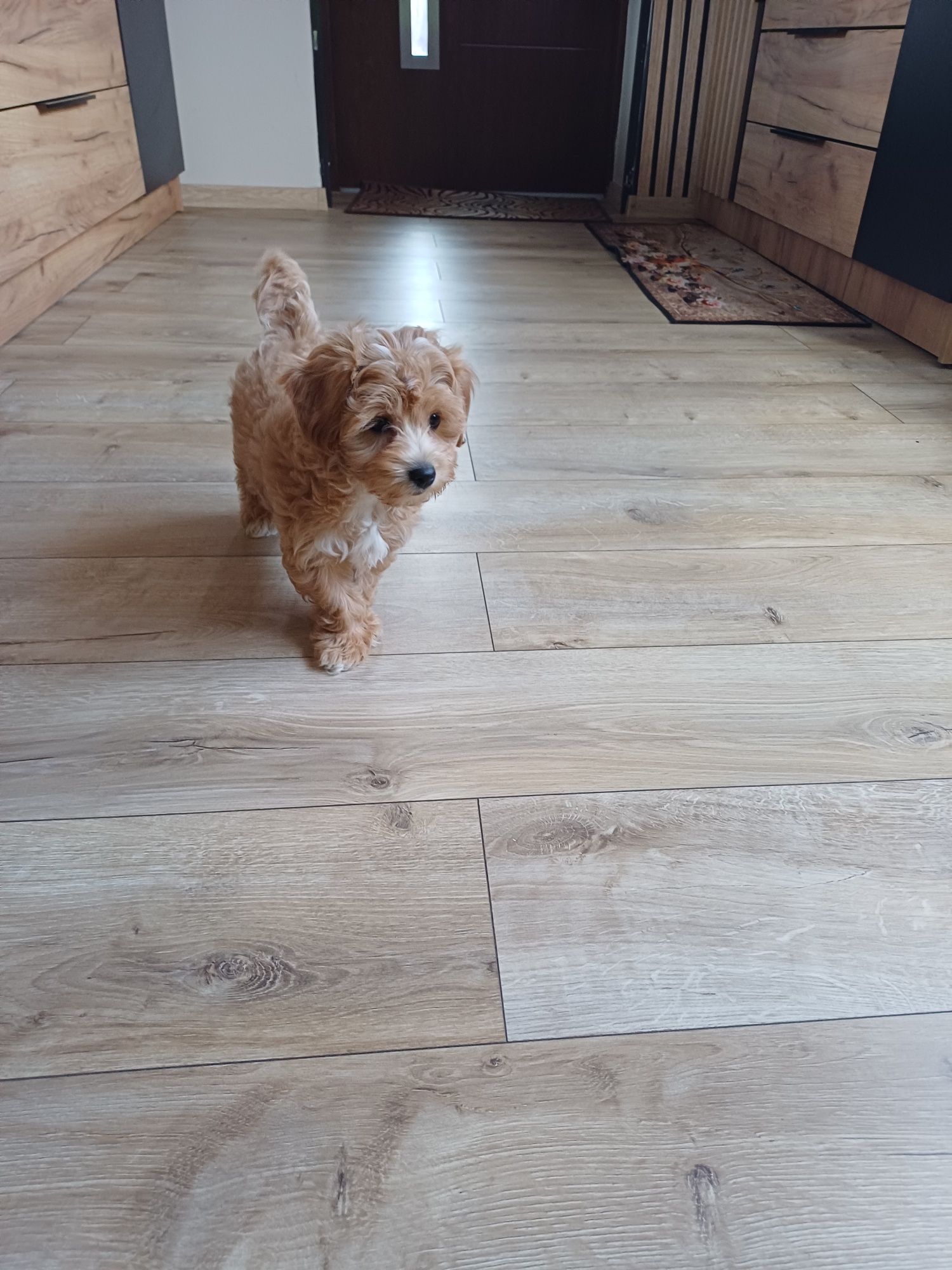 Maltipoo hybryda F1 piesek