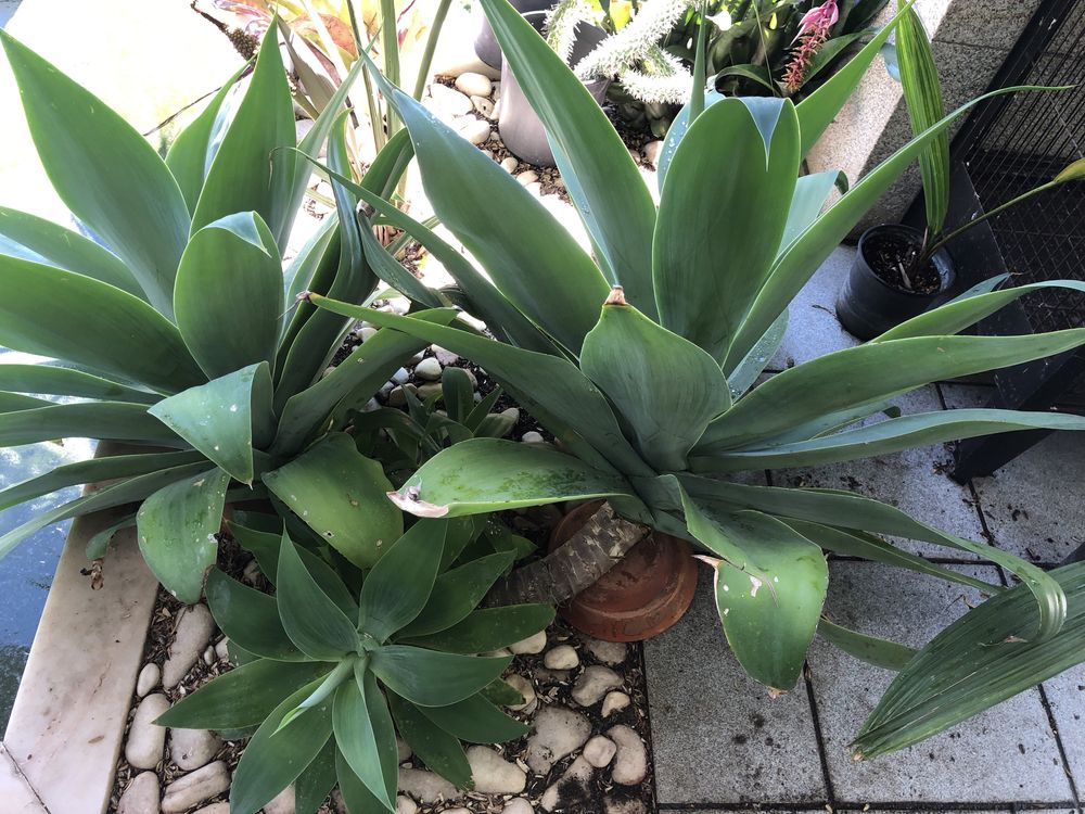 Palmeiras pequenas e juvenis, agaves e bromélias