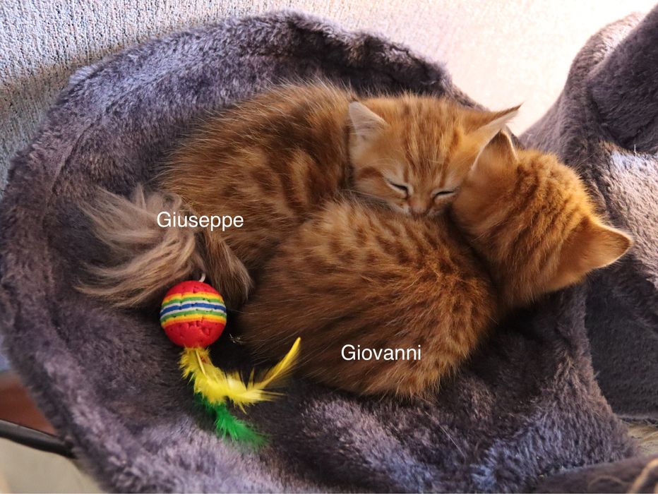 Британські золоті шиншили —  супер хлопчики!