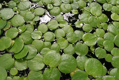 Limnobium gąbczaste