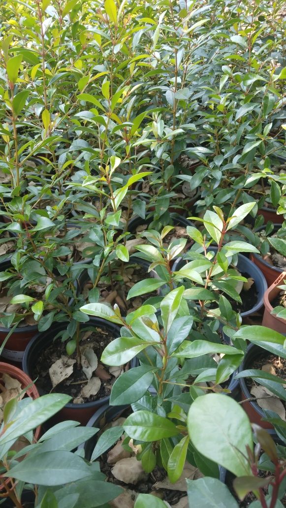 Plantas  eugenias para sebes ultimas 250 unidades crescimento rápido