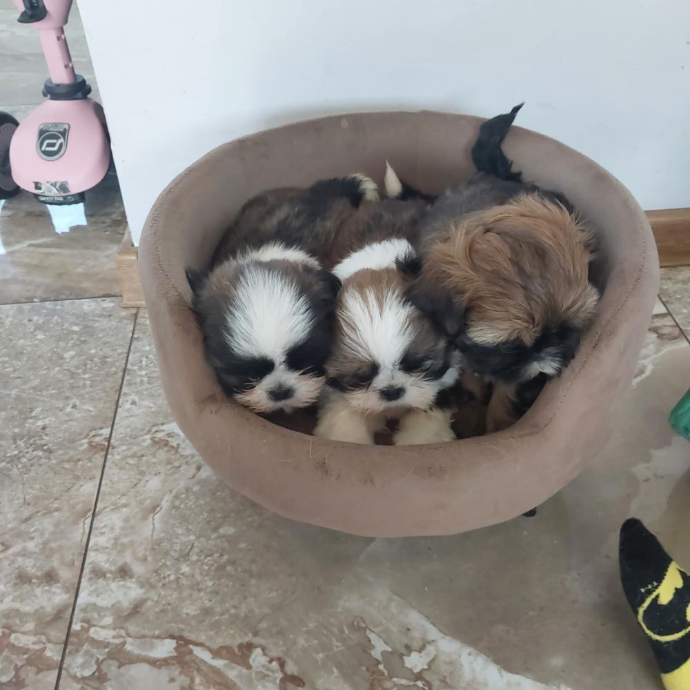 Sliczne shih tzu z rodowodem
