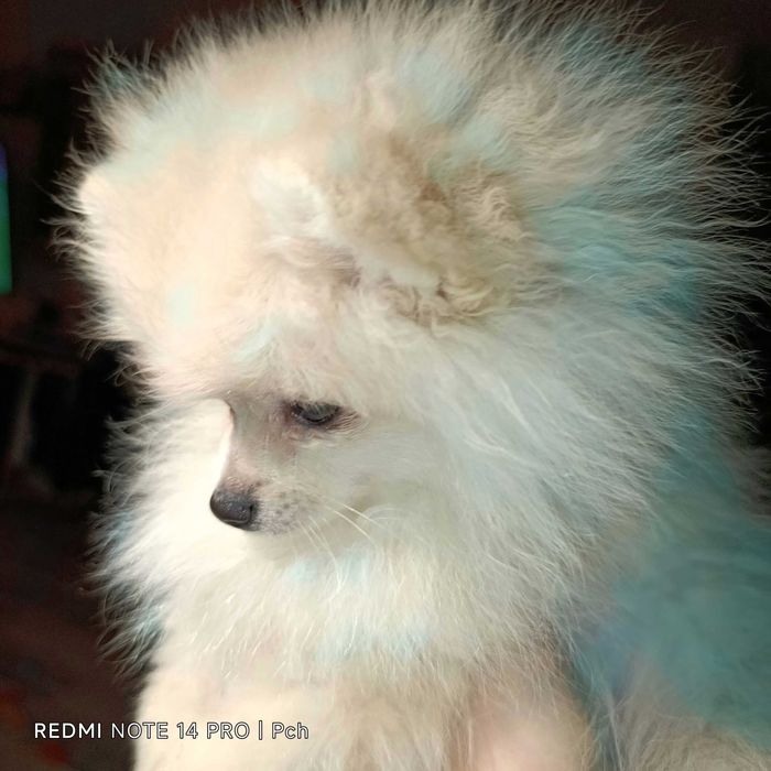 Szpic miniaturowy. Malutki pomeranian.