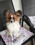 Papillon piesek ZKwP