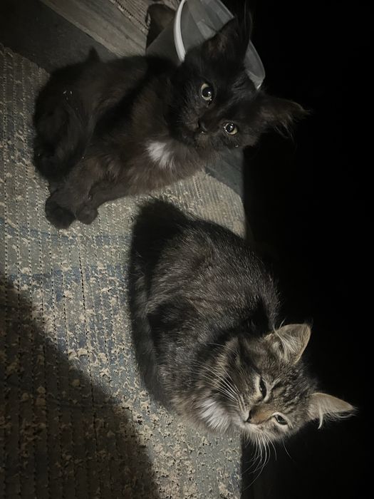 Котиків у добрі руки