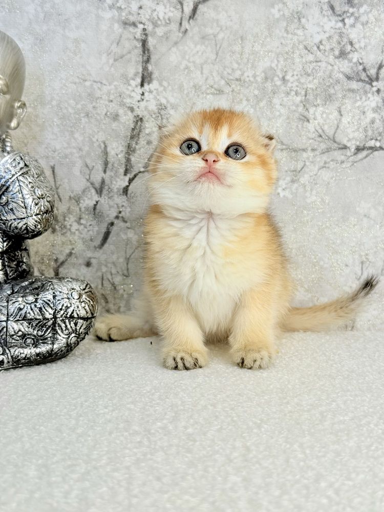 Menina scottish fold golden