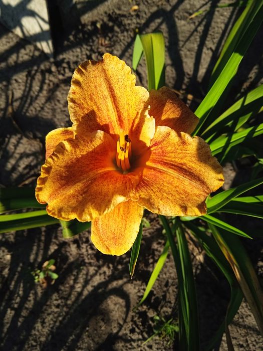 Лилейник сортовые