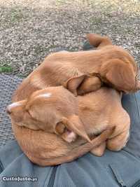 Cachorrinhos à procura de uma família (4 meses)